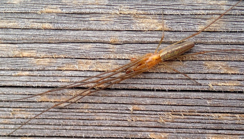 Tetragnatha sp. - Villorba (TV)